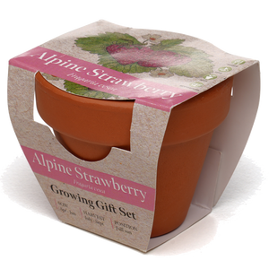 Growing Gift with Mini Terracotta Pot