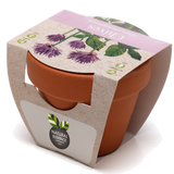 Growing Gift with Mini Terracotta Pot
