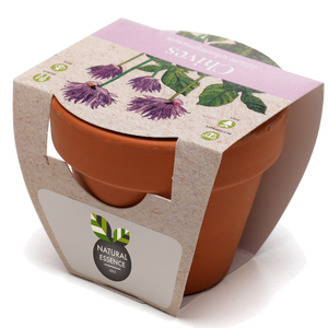 Growing Gift with Mini Terracotta Pot