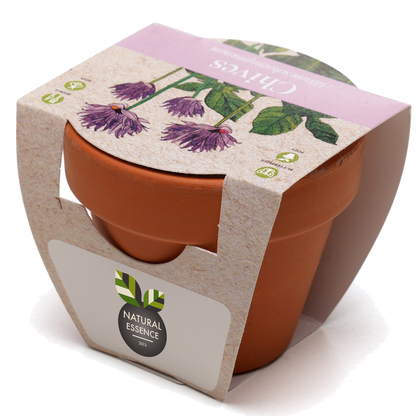 Growing Gift with Mini Terracotta Pot