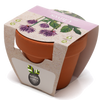 Growing Gift with Mini Terracotta Pot