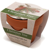 Growing Gift with Mini Terracotta Pot