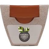Growing Gift with Mini Terracotta Pot
