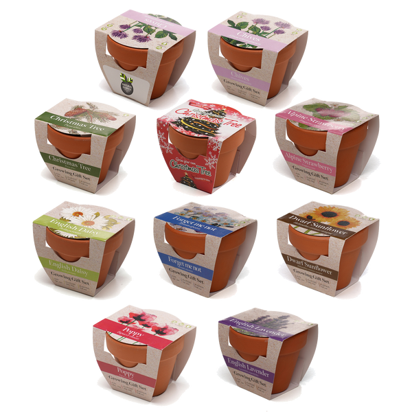 Growing Gift with Mini Terracotta Pot